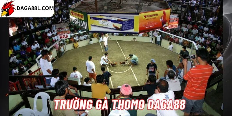 Trường gà Thomo 