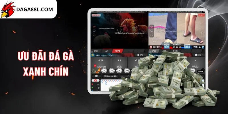 Daga88 trang web đá gà trực tiếp uy tín