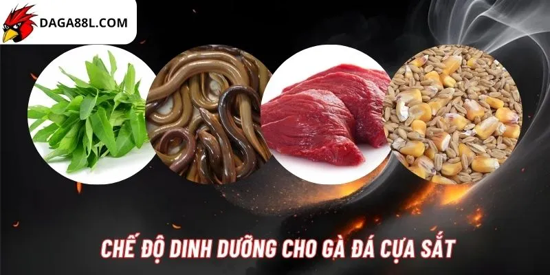 Bí quyết nuôi gà đá cựa sắt