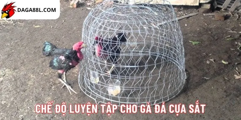 Bí quyết nuôi gà đá cựa sắt