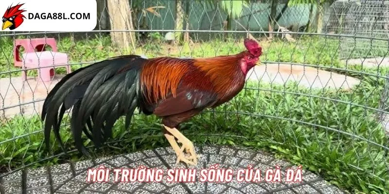 Bí quyết nuôi gà đá cựa sắt