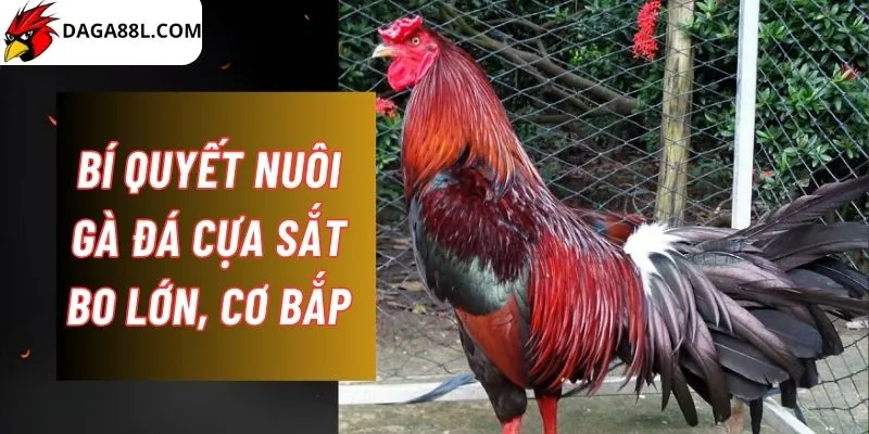 Bí quyết nuôi gà đá cựa sắt