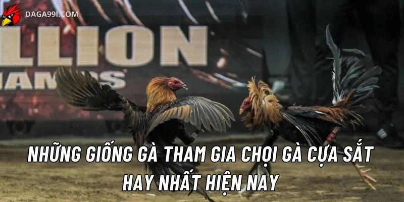 Đá gà cựa sắt