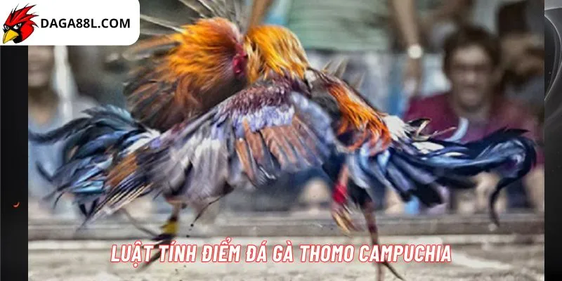 Trường gà Thomo 