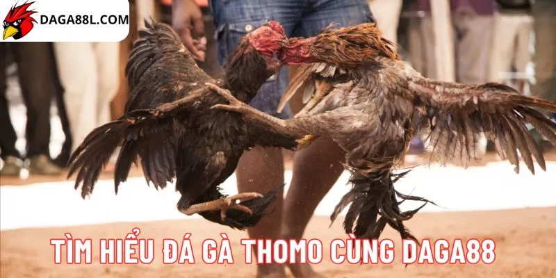 Đá gà Thomo