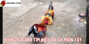 Đá gà miền Tây