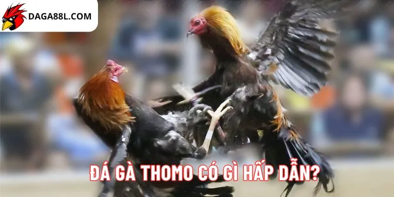 Đá gà Thomo