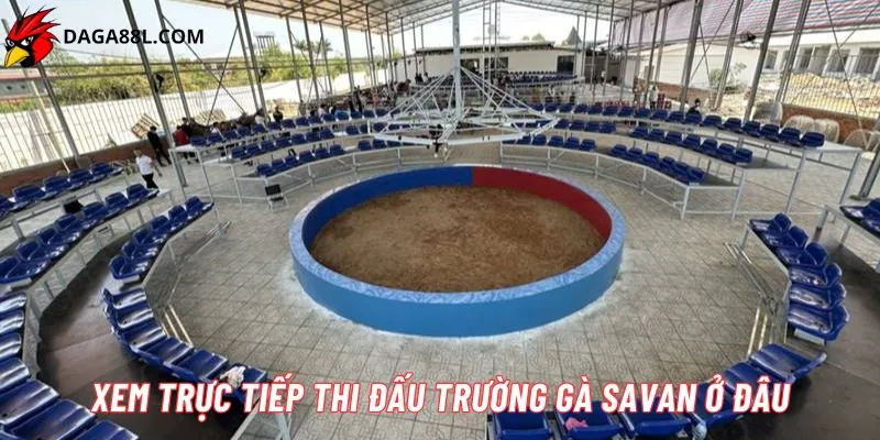 Trường gà Savan Daga88