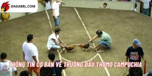 Trường gà Thomo