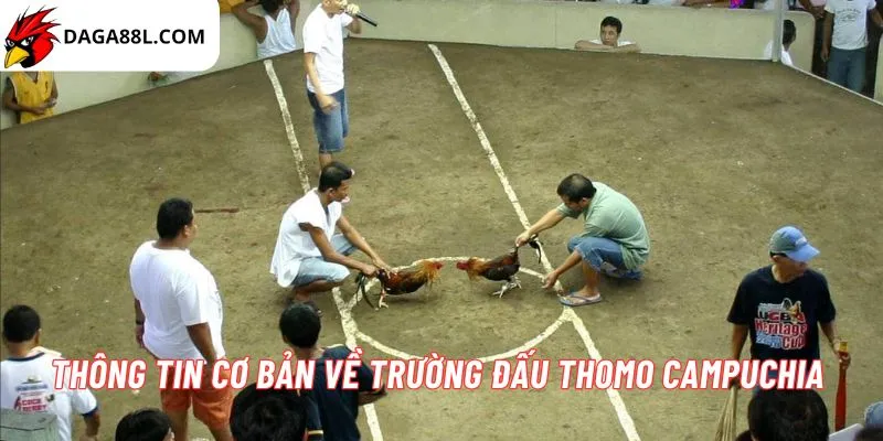 Trường gà Thomo 