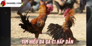 Tìm hiểu đá gà C1 hấp dẫn