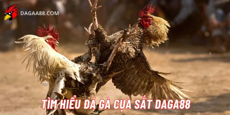 Tìm hiểu đá gà cựa sắt Daga88