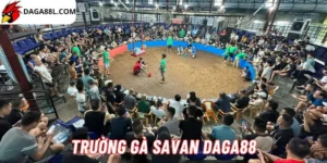 Trường gà Savan Daga88